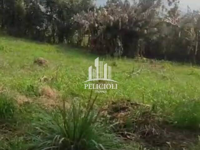 #VE025 - Chácara para Venda em Monte Belo do Sul - RS - 3